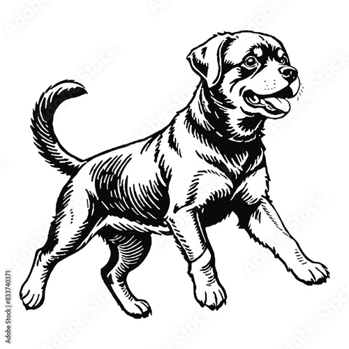 Rottweiler Dog Puppy Hand Drawn Engraved Ink Line Art Sketch Illustration