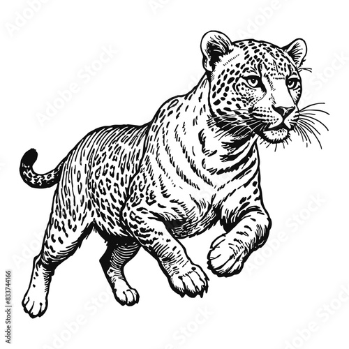 Leopard Hand Drawn Engraved Ink Line Art Sketch Illustration