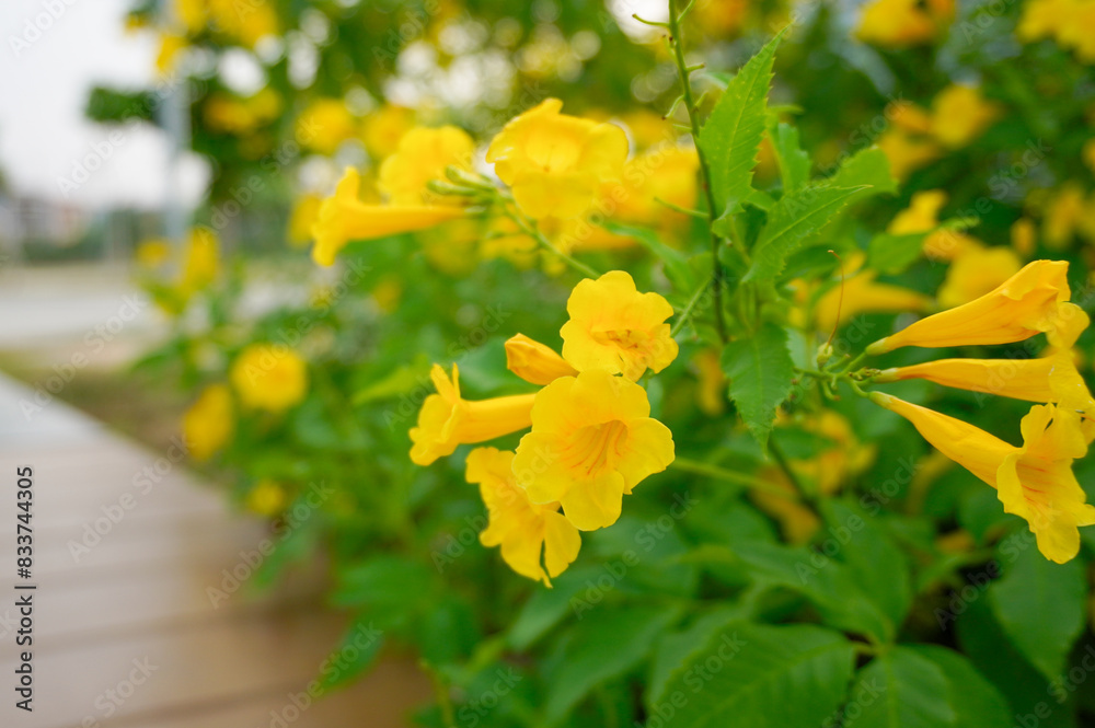 Obraz premium Tecoma stans plant with blur background