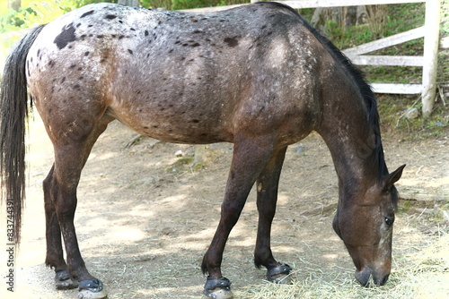 六甲山の馬