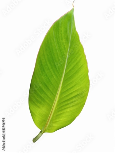 Banana leaves isolated on white background 