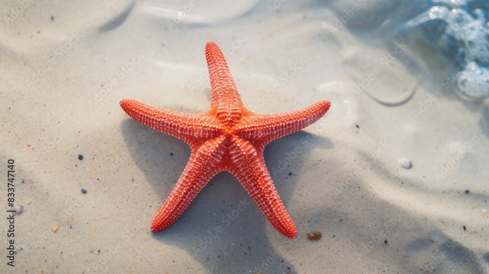 Starfish on the summer beach in sea water. Underwater ocean background, Starfish on a sandy tropical beach, Starfish on a Caribbean beach in summer make for a nice vacation and relaxation-like feeling Starfish on the summer beach in sea water. Underwater ocean background, Starfish on a sandy tropical beach, Starfish on a Caribbean beach in summer make for a nice vacation and relaxation-like feeling