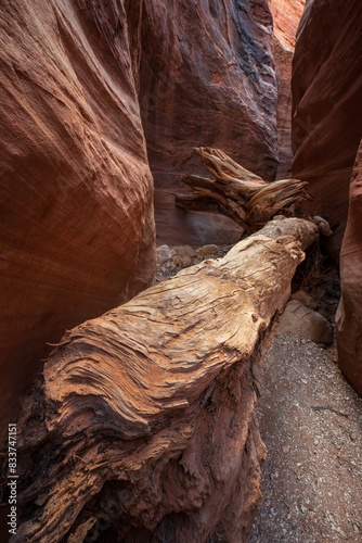 large log in Buckskin Gulch Utah slot canyon