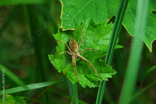 a spider with long legs sits on a green leaf waiting for a victim