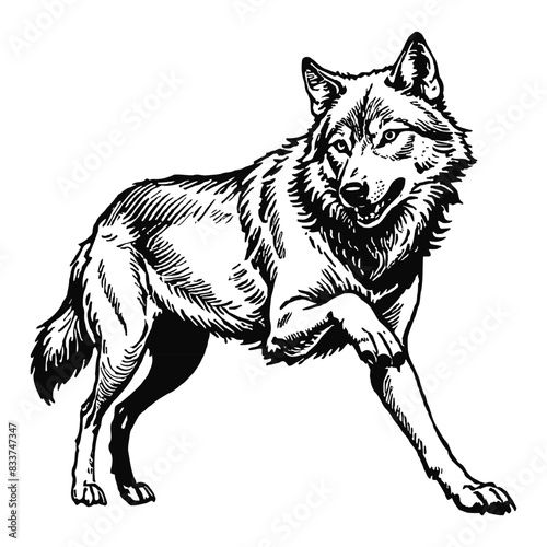 Wolf Hand Drawn Engraved Ink Line Art Sketch Illustration