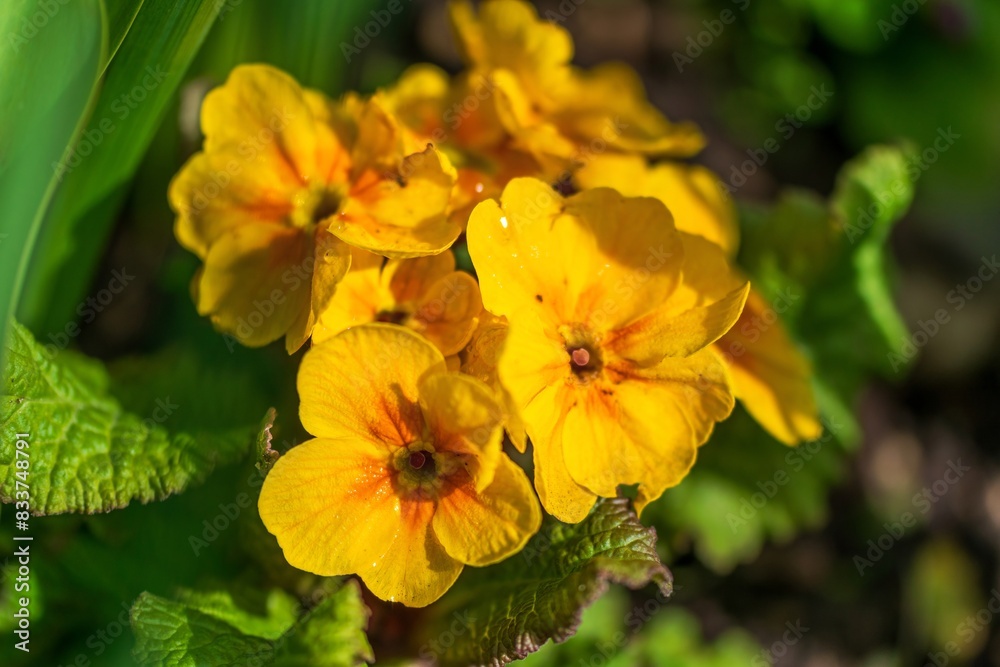yellow flowers of primula yellow flowers of primula