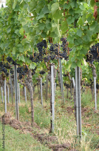 Weinreben mit Trauben