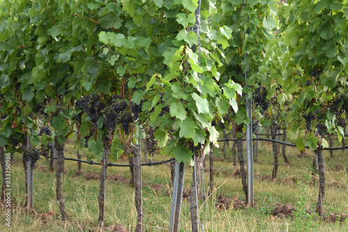 Weinreben mit Trauben