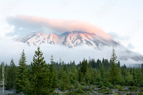 New forest growth in the Lahar deviation area with low cloud at sunrise, Mount St Helens National Volcanic Monument, Cascade Mountains, Washington, USA. July, 2022. 