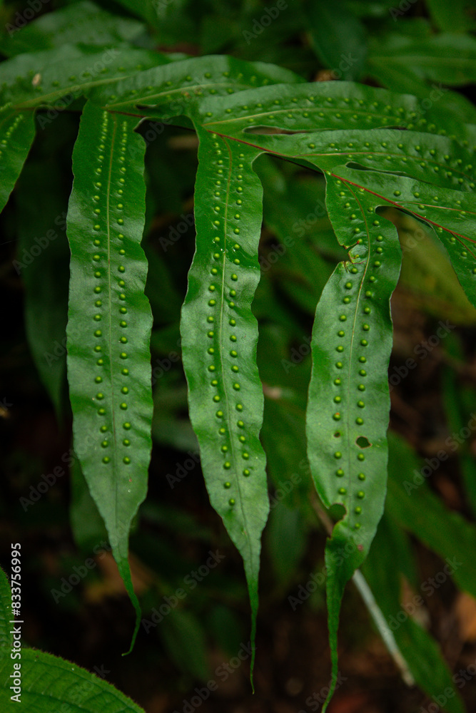 Seed drop texture on leaves of a green plant in the forest. Seed drop texture on leaves of a green plant in the forest.