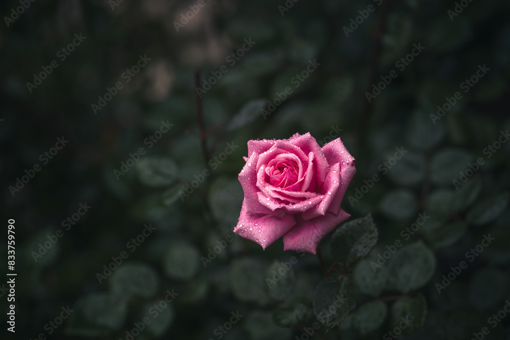 Pink rose in the rain with water drop on a dark background Pink rose in the rain with water drop on a dark background