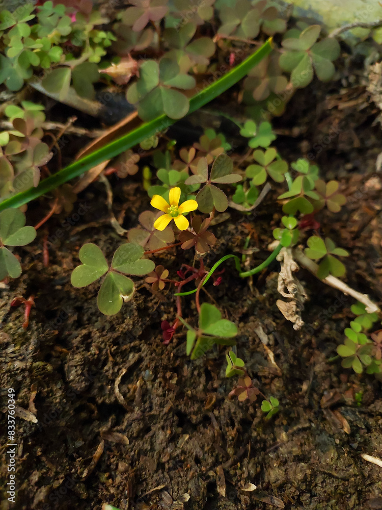 Foliage yellow flowers blooming in green plants growing in garden, nature photography, natural gardening background, floral wallpaper Foliage yellow flowers blooming in green plants growing in garden, nature photography, natural gardening background, floral wallpaper