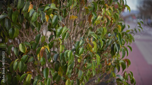 Wallpaper Mural Close-up of lush green foliage with a soft-focused urban background in murcia, spain. Torontodigital.ca