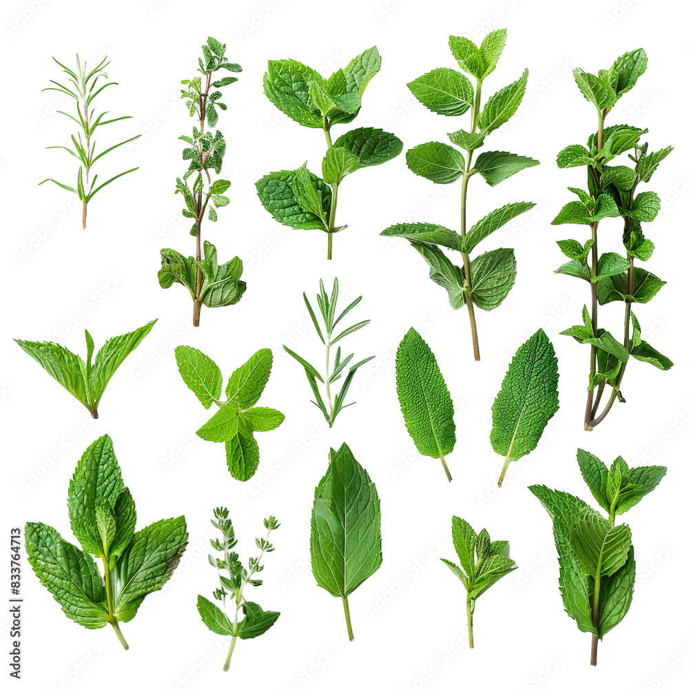 Assortment of aromatic mint leaves and branches on transparent background, png Assortment of aromatic mint leaves and branches on transparent background, png