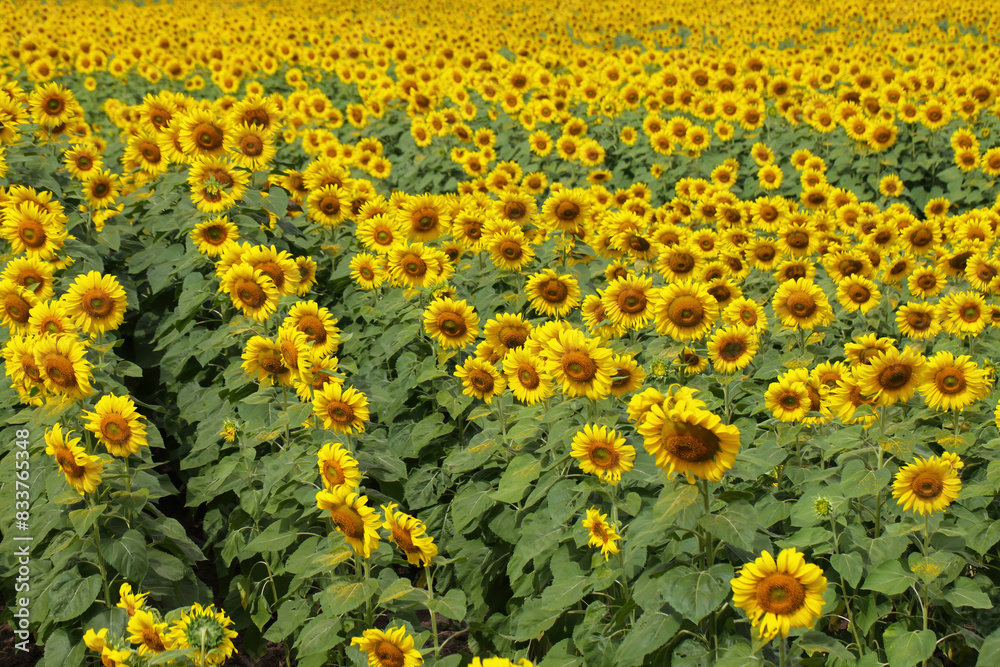 sunflowers blossom in the field sunflowers blossom in the field
