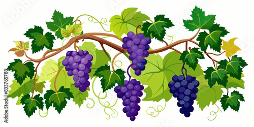 Grapevines 