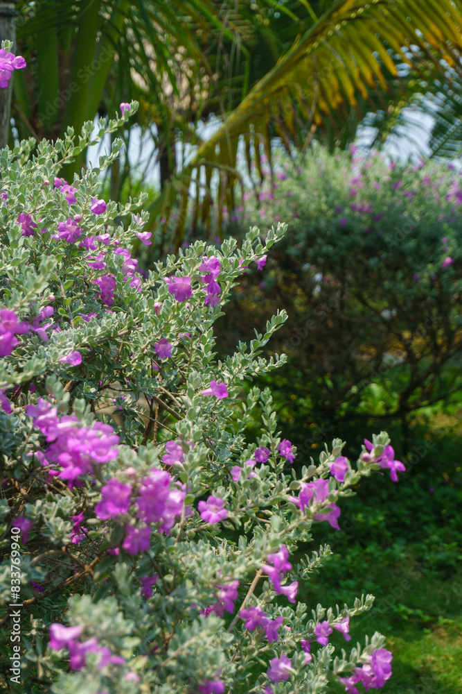 Flowers in the garden of tropical resort near the ocean Flowers in the garden of tropical resort near the ocean