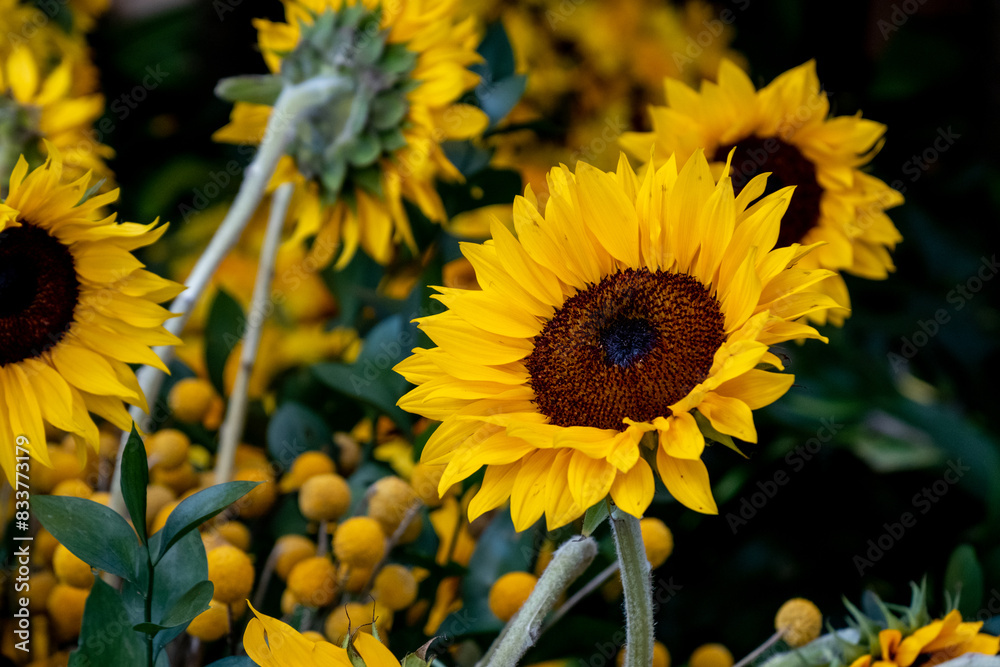 Obraz premium sunflowers in the field