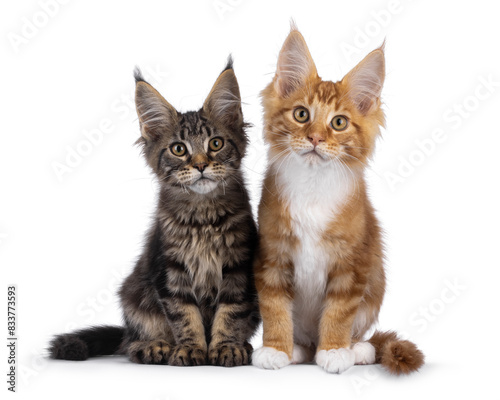 2 Cute Maine Coon cat kittens, sitting beside each other. Looking towards camera. Isolated on a white background.