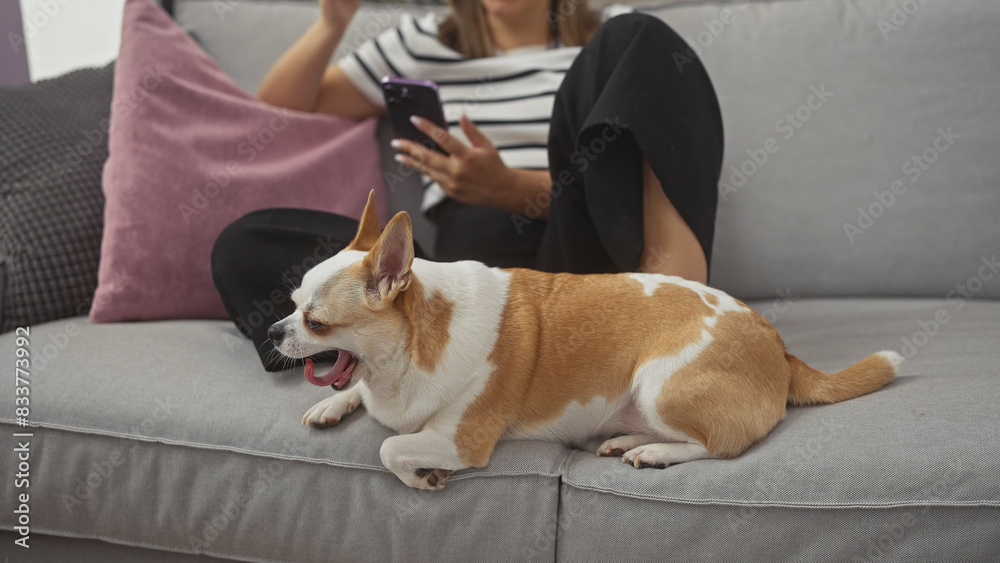 A woman uses smartphone beside yawning chihuahua on couch in cozy living room A woman uses smartphone beside yawning chihuahua on couch in cozy living room