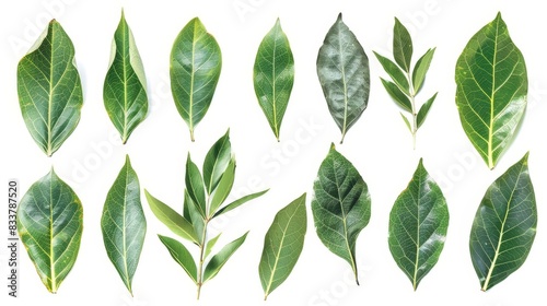 collection of laurus nobilis bay laurel leaves on white background photo collage