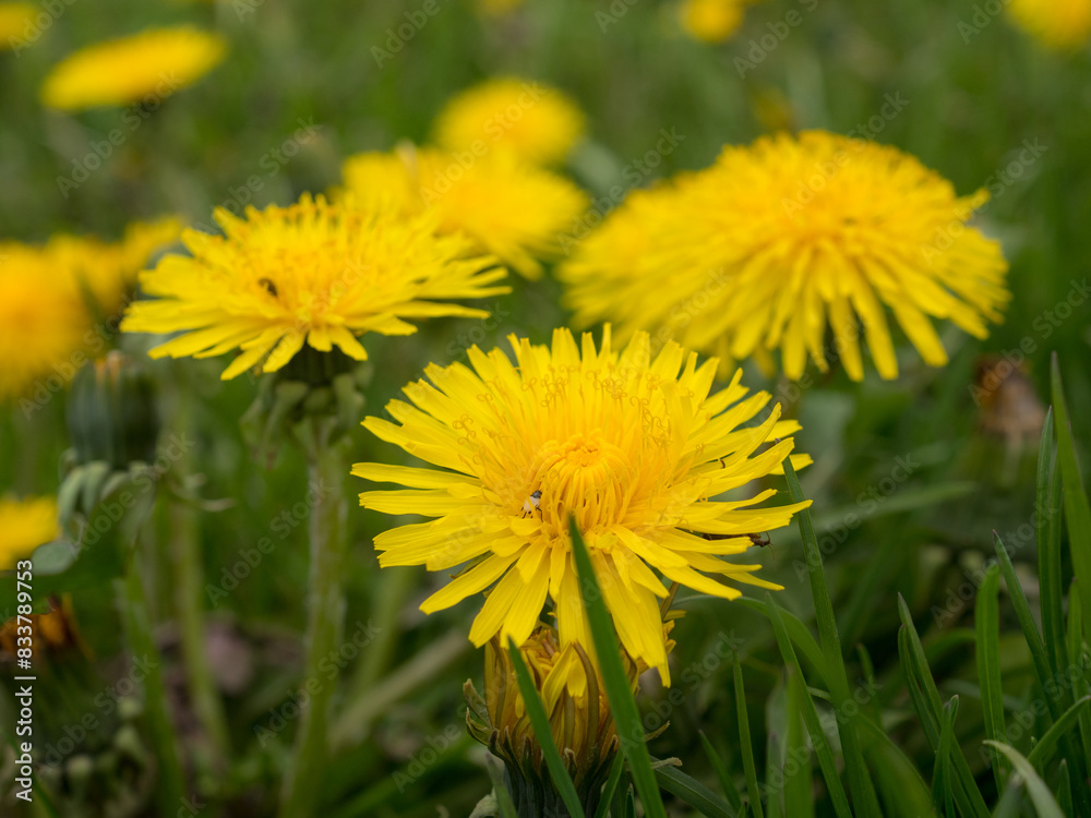 dandelions in grass close up dandelions in grass close up