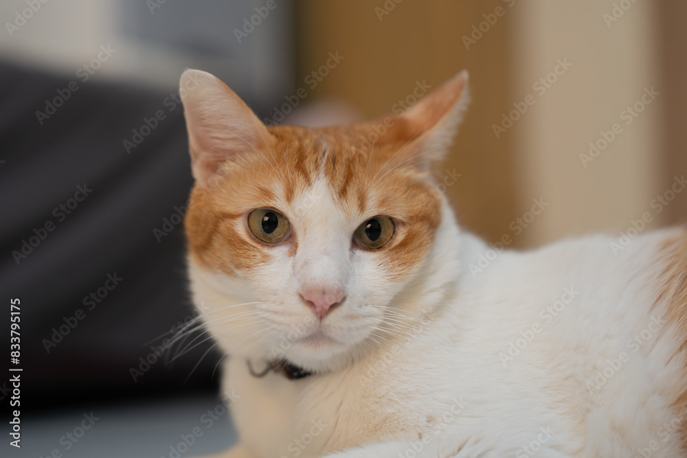 Close up of cat relaxing at home, concept of portrait fluffy indoor cat, adorable and cute pet kitten, animal therapy, relationship friendship and bonding, pet's nose and mouth, orange and tiger Close up of cat relaxing at home, concept of portrait fluffy indoor cat, adorable and cute pet kitten, animal therapy, relationship friendship and bonding, pet's nose and mouth, orange and tiger