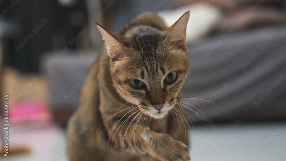 Close up of cat relaxing at home, concept of portrait fluffy indoor cat, adorable and cute pet kitten, animal therapy, relationship friendship and bonding, pet's nose and mouth, orange and tiger Close up of cat relaxing at home, concept of portrait fluffy indoor cat, adorable and cute pet kitten, animal therapy, relationship friendship and bonding, pet's nose and mouth, orange and tiger