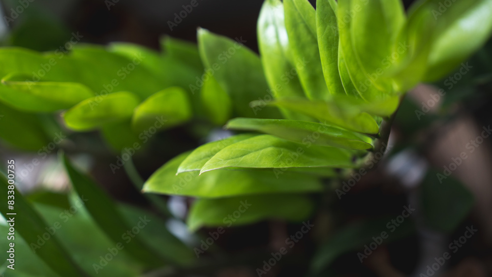 Concept of close up greens leave, greenery ecology textured, rainforest and relaxation abstract green background, growth and variation, eco sustainable banner, tropical background. Concept of close up greens leave, greenery ecology textured, rainforest and relaxation abstract green background, growth and variation, eco sustainable banner, tropical background.