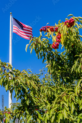 American flag flies over blue sky surrounded by crandberry bush in ROCKLAND， ME photo