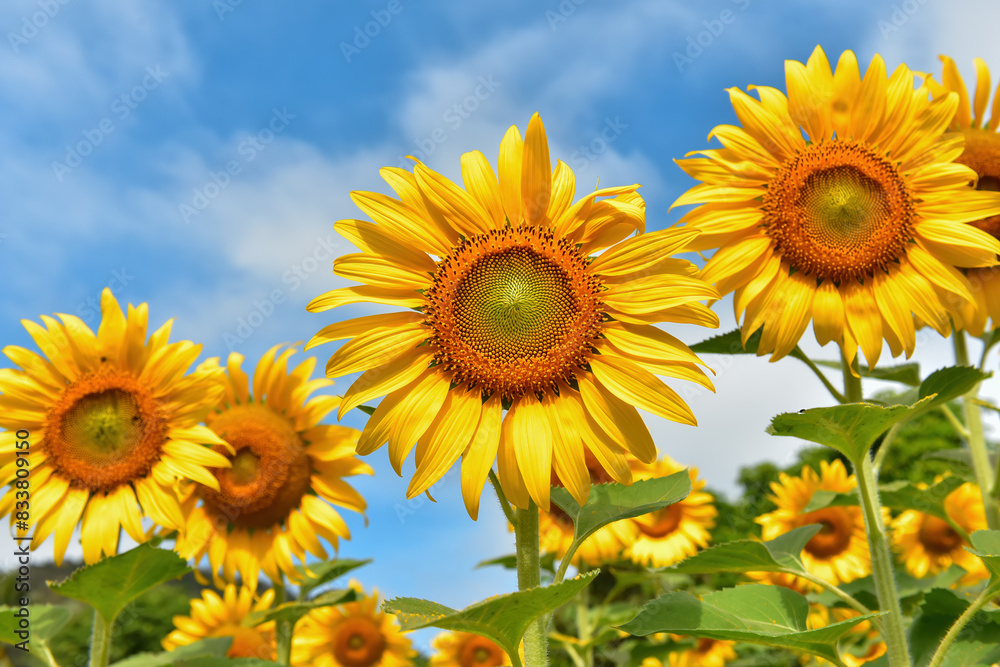 sunflowers blossom in the field sunflowers blossom in the field