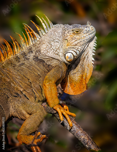 Green Iguana  Adult Male standing on Branch