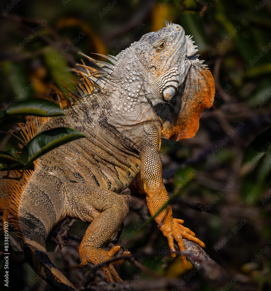 Fototapeta premium Huge green iguana, in breeding orange colors, is very invasive in Florida .tif