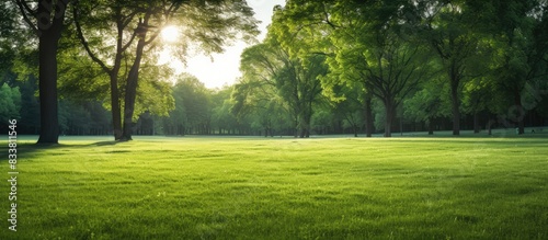 Public park with a lush green grass field illuminated by a lovely morning light, perfect for a picturesque copy space image.