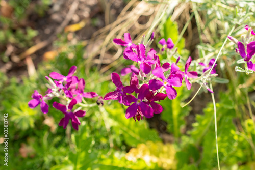 Brompton stock or Matthiola Incana plant in Zurich in Switzerland