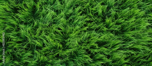 Top view of a textured green grass surface with copy space image.