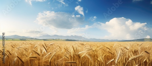 Field of ripe barley in a C...