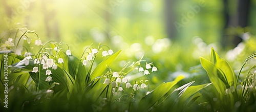 Spring forest scene with li...