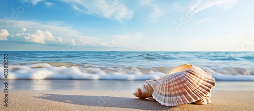 Sandy beach with a sea shel...