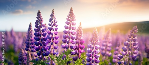 Lupine flowers blooming in the countryside with a blurred background, perfect for a copy space image. photo