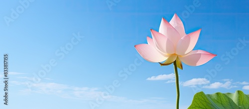 A beautiful lotus flower bu...