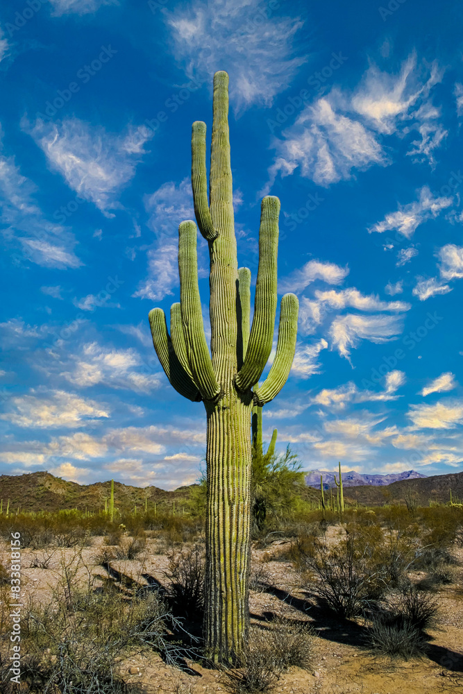 Φωτογραφία Desert landscape with cacti (Carnegiea gigantea) and other succulents in Organ P