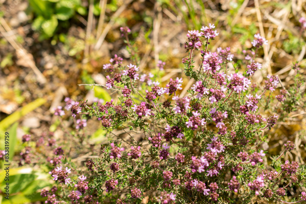 Thymus Pallasianus plant in Zurich in Switzerland Thymus Pallasianus plant in Zurich in Switzerland