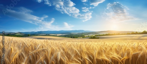 Fototapeta Naklejka Na Ścianę i Meble -  Stunning summer landscape with a picturesque wheat field in the morning light, exemplifying the beauty of nature as a concept background with ample copy space image.