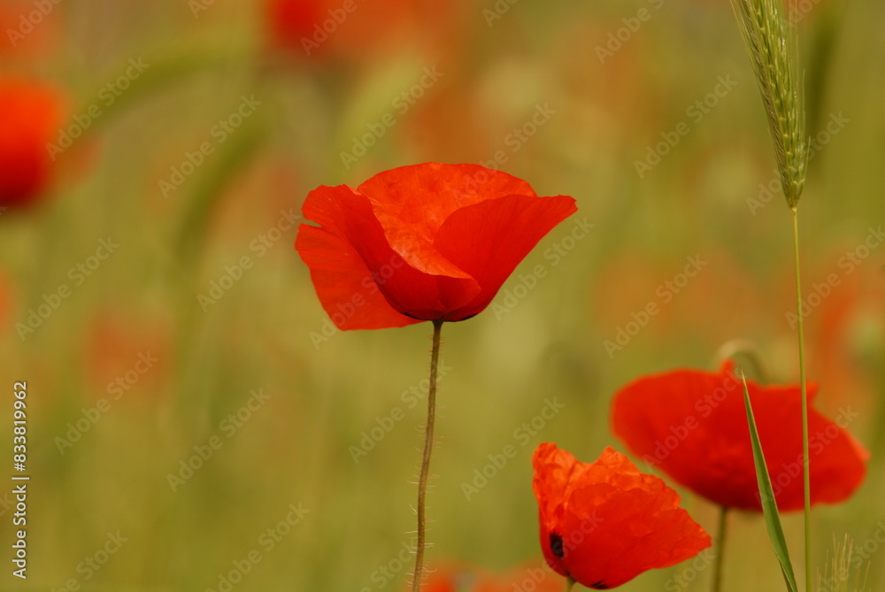 Naklejka premium Red poppy in the field. 