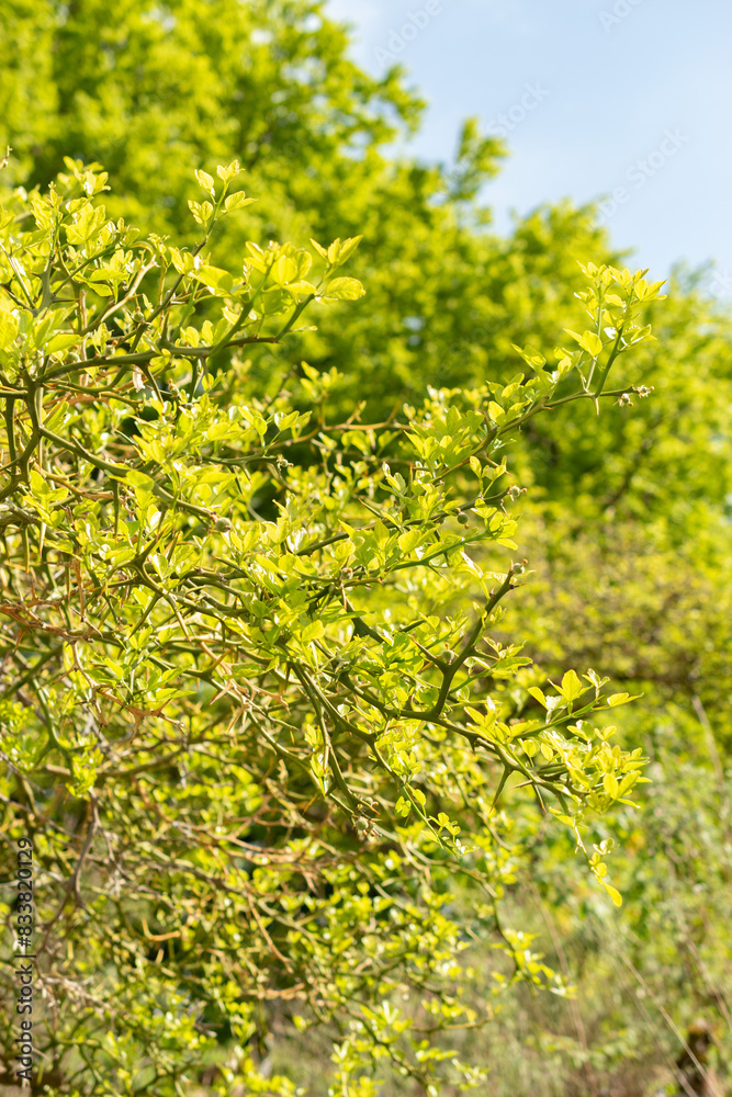 Trifoliate orange or Citrus Trifoliata plant in Zurich in Switzerland Trifoliate orange or Citrus Trifoliata plant in Zurich in Switzerland