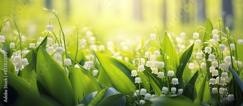 Spring forest scene with li...
