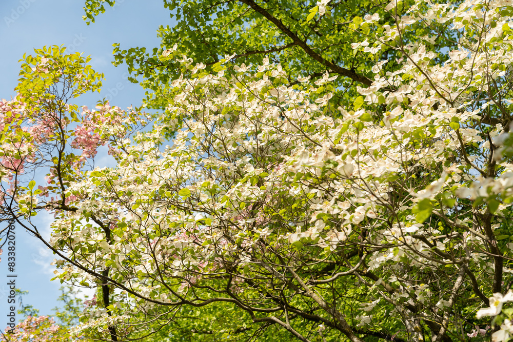 Pacific dogwood or Cornus Nuttallii plant in Zurich in Switzerland Pacific dogwood or Cornus Nuttallii plant in Zurich in Switzerland