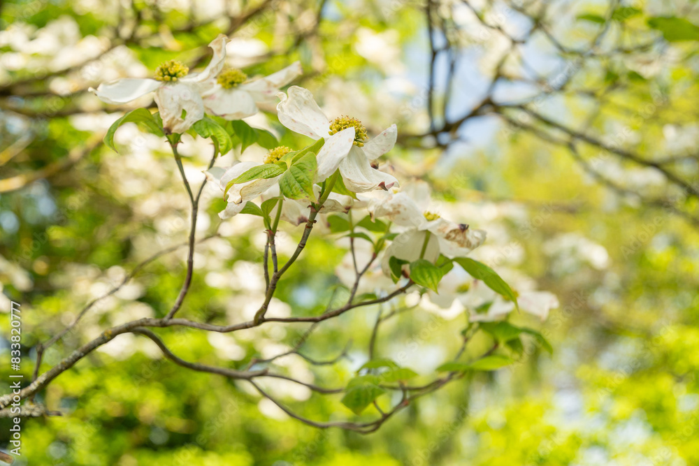 Pacific dogwood or Cornus Nuttallii plant in Zurich in Switzerland