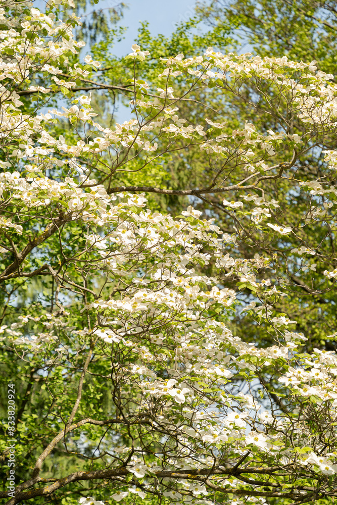 Pacific dogwood or Cornus Nuttallii plant in Zurich in Switzerland Pacific dogwood or Cornus Nuttallii plant in Zurich in Switzerland